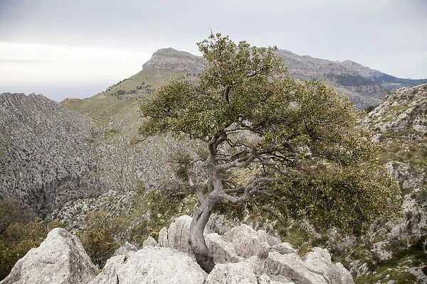 Oak tree on a cliff in Sierra de Tramuntana