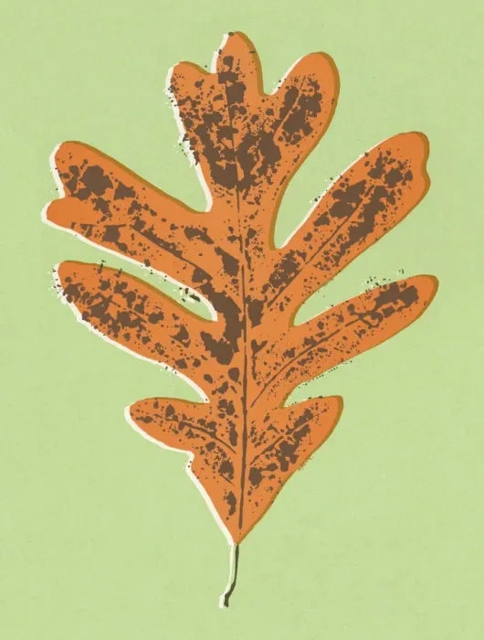 Framed Print : Oak Tree Leaf Framed Print : Oak Tree Leaf