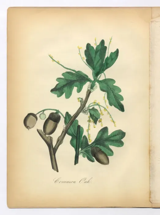 Framed Print : Oak Tree Victorian Botanical Illustration Framed Print : Oak Tree Victorian Botanical Illustration