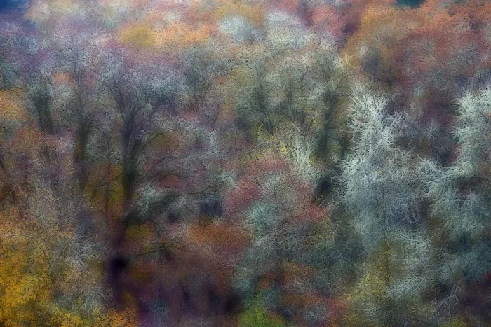 Framed Print : Oak trees in autumn color, Roseburg, Oregon, USA Framed Print : Oak trees in autumn color, Roseburg, Oregon, USA