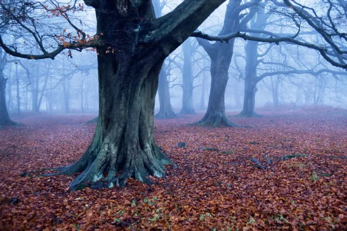 Framed Print : Oak trees woodland, Hertfordshire, England Framed Print : Oak trees woodland, Hertfordshire, England