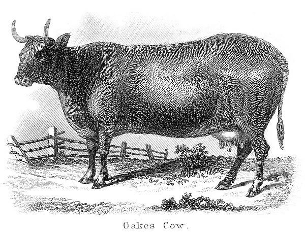 Oakes cow engraving 1873