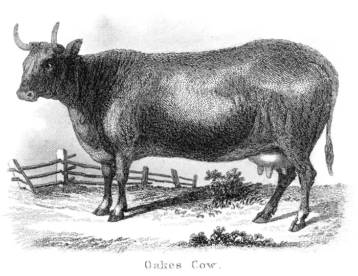 Framed Print : Oakes cow engraving 1873 Framed Print : Oakes cow engraving 1873