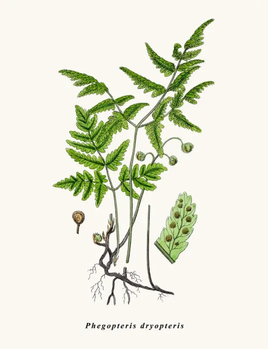 Framed Print : Oakfern. Phegopteris dryopteris. Photographic image of an original antique Framed Print : Oakfern. Phegopteris dryopteris. Photographic image of an original antique