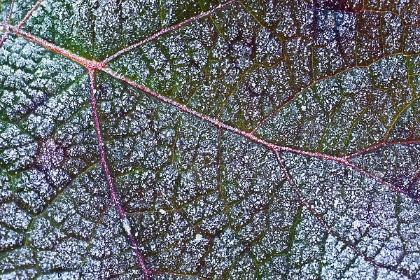 Oakleaf Hydrangea or Oak-leaved Hydrangea -Hydrangea quercifolia- with hoarfrost