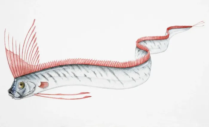 Framed Print : Oarfish (Regalecus glesne) swimming in undulating motion, side view Framed Print : Oarfish (Regalecus glesne) swimming in undulating motion, side view