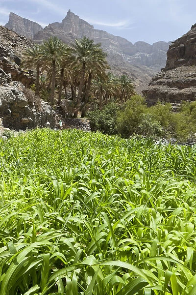 Oasis with date palms and green fields, canyon of Jebel Shams, Hadschar-Gebirge, Al Hajir, Oman
