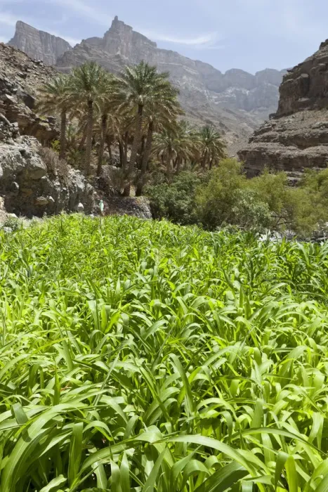 Framed Print : Oasis with date palms and green fields, canyon of Jebel Shams, Hadschar-Gebirge, Al Hajir, Oman