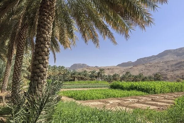 Oasis with date palms and green fields, Jebel Shams, Al Hajar Mountains, Ad Dakhiliyah Governorate, Oman