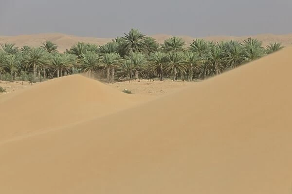 Oasis with date palms surrounded by sand dunes, Emirate of Dubai, United Arab Emirates