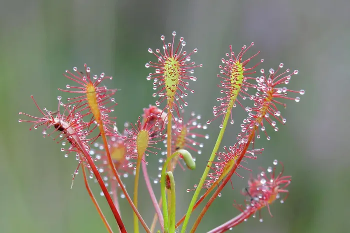 Framed Print : Oblong-leaved sundew (Drosera intermedia), Aschendorfer Obermoor nature reserve, Wildes Moor, Emsland, Lower Saxony, Germany