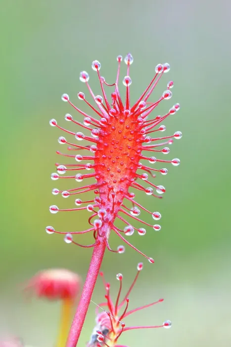 Framed Print : Oblong-leaved sundew (Drosera intermedia), close-up, Aschendorfer Obermoor nature reserve, Wildes Moor, Emsland, Lower Saxony, Germany Framed Print : Oblong-leaved sundew (Drosera intermedia), close-up, Aschendorfer Obermoor nature reserve, Wildes Moor, Emsland, Lower Saxony, Germany