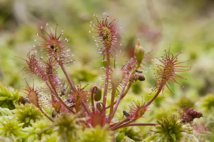 Framed Print : Oblong-leaved sundew or spoonleaf sundew (Drosera intermedia) Framed Print : Oblong-leaved sundew or spoonleaf sundew (Drosera intermedia)