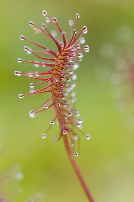 Framed Print : Oblong-leaved sundew or spoonleaf sundew (Drosera intermedia)