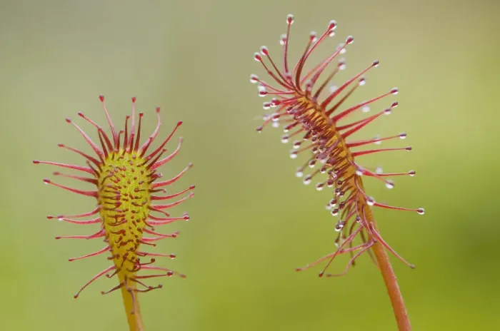 Framed Print : Oblong-leaved sundew or spoonleaf sundew (Drosera intermedia)