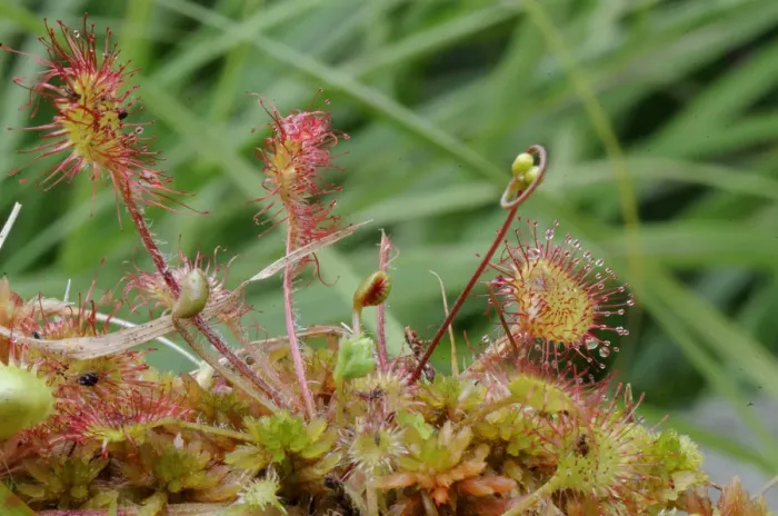 Framed Print : Oblong-leaved sundew or spoonleaf sundew (Drosera intermedia) in its natural bog habitat, Birr, Offaly, Midlands, Republic of Ireland, Europe Framed Print : Oblong-leaved sundew or spoonleaf sundew (Drosera intermedia) in its natural bog habitat, Birr, Offaly, Midlands, Republic of Ireland, Europe