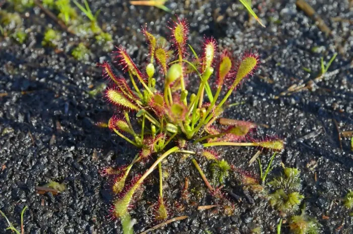 Framed Print : Oblong-leaved sundew, spoonleaf sundew -Drosera intermedia- on waterlogged peat soil Framed Print : Oblong-leaved sundew, spoonleaf sundew -Drosera intermedia- on waterlogged peat soil