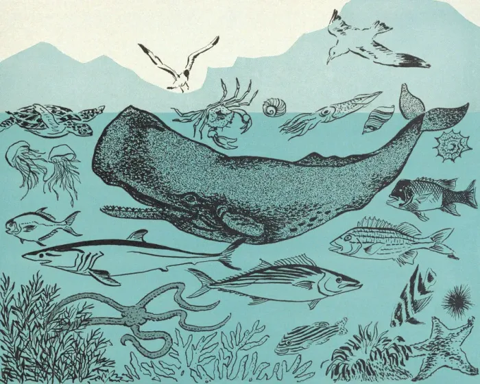 Framed Print : Ocean Sea Life Framed Print : Ocean Sea Life