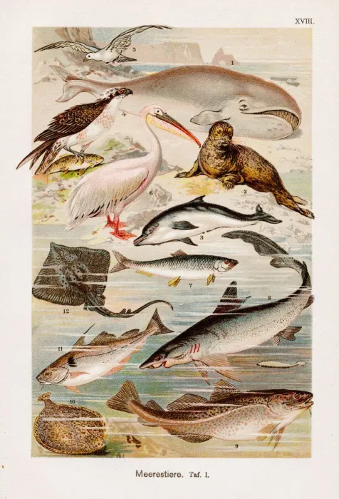 Framed Print : Oceanic animals Chromolithography 1899 Framed Print : Oceanic animals Chromolithography 1899