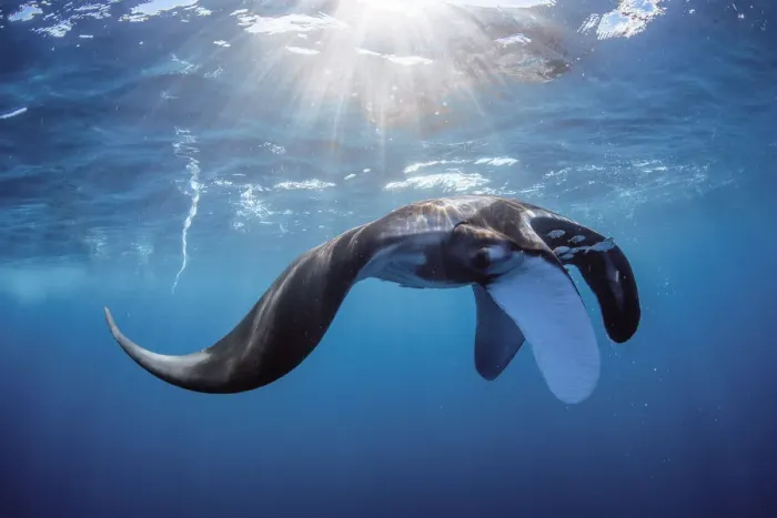 Framed Print : oceanic manta 1