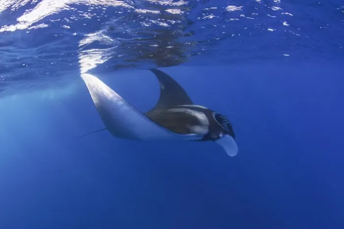 Framed Print : oceanic manta 4