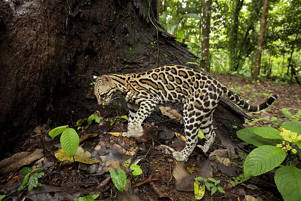 Ocellot (Leopardus pardalis) looking for prey on forest floor