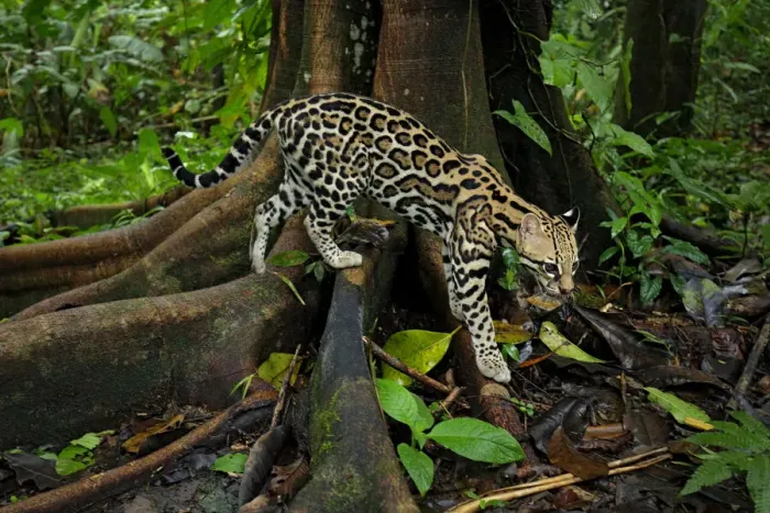 Framed Print : Ocellot (Leopardus pardalis) looking for prey on forest floor Framed Print : Ocellot (Leopardus pardalis) looking for prey on forest floor