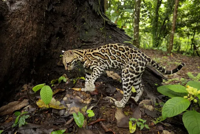 Framed Print : Ocellot (Leopardus pardalis) looking for prey on forest floor Framed Print : Ocellot (Leopardus pardalis) looking for prey on forest floor