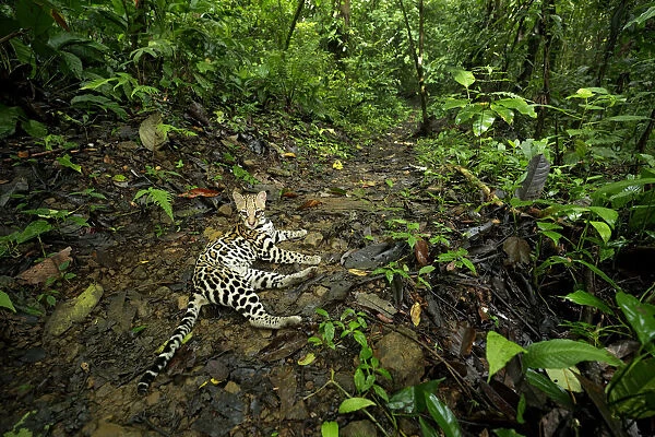 Ocellot (Leopardus pardalis) resting on forest floor