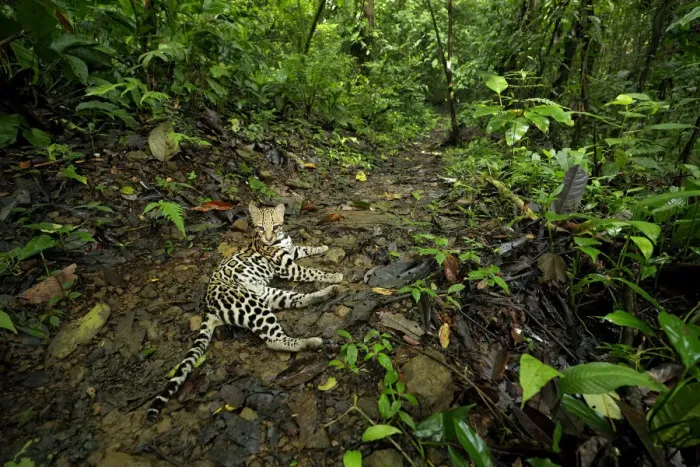 Framed Print : Ocellot (Leopardus pardalis) resting on forest floor Framed Print : Ocellot (Leopardus pardalis) resting on forest floor