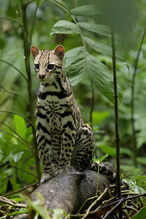Framed Print : Ocelot (Leopardus pardalis) sitting on log inside Corcovado National Park, Costa Rica Framed Print : Ocelot (Leopardus pardalis) sitting on log inside Corcovado National Park, Costa Rica