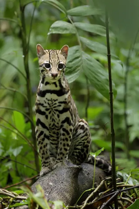 Framed Print : Ocelot (Leopardus pardalis) sitting on log inside Corcovado National Park, Costa Rica Framed Print : Ocelot (Leopardus pardalis) sitting on log inside Corcovado National Park, Costa Rica