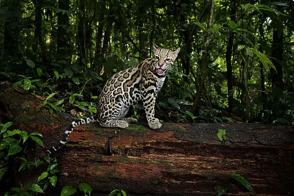 Ocelot (Leopardus pardalis) sitting on log inside Corcovado National Park, Costa Rica