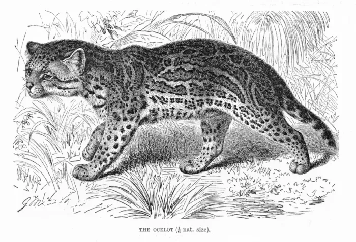 Framed Print : Ocelot engraving 1894