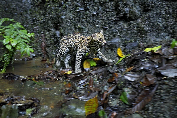 Ocelot (Leopardus pardalis) walking near basalt wall