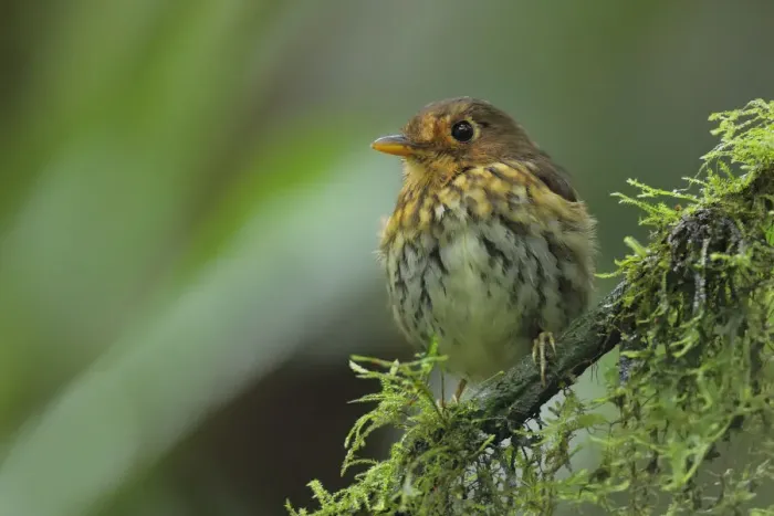 Framed Print : Ochre-breasted Antpitta (Grallaricula flavirostris)