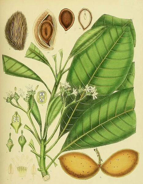 Ochrosia borbonica, native to Southeast Asia, Sri Lanka, digitally restored historical colour print from 1893