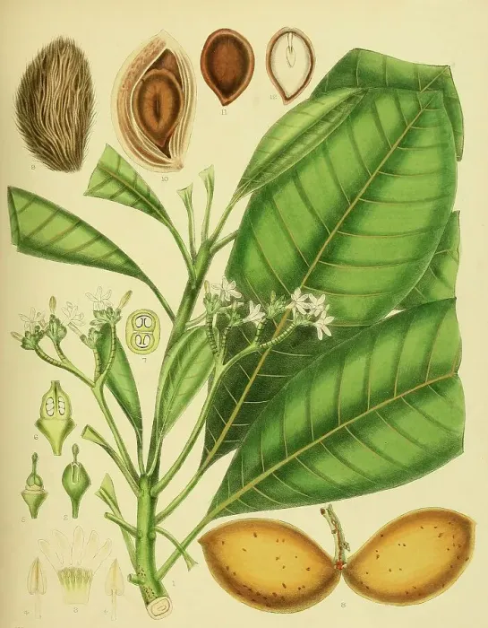 Framed Print : Ochrosia borbonica, native to Southeast Asia, Sri Lanka, digitally restored historical colour print from 1893 Framed Print : Ochrosia borbonica, native to Southeast Asia, Sri Lanka, digitally restored historical colour print from 1893