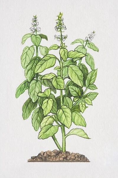 Ocimum basilicum, Sweet Basil plant growing in soil