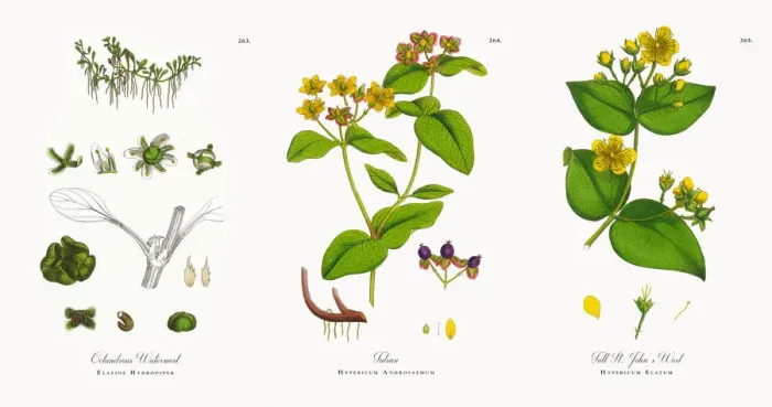 Framed Print : Octandrous Waterwort, Elatine Hydropiper, Victorian Botanical Illustration, 1863 Framed Print : Octandrous Waterwort, Elatine Hydropiper, Victorian Botanical Illustration, 1863