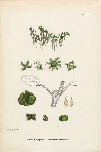 Octandrous Waterwort, Elatine Hydropiper, Victorian Botanical Illustration, 1863
