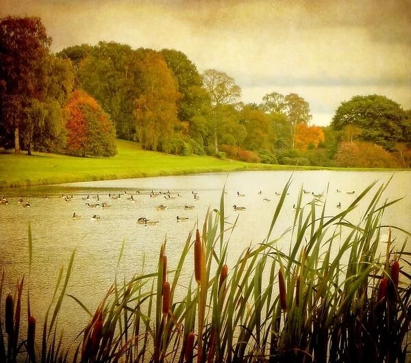 October. Autumn scene with pond and ducks, and bulrushes in foreground