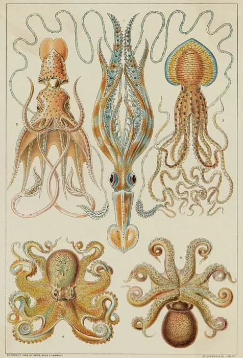 Framed Print : Octopods and Decapods Framed Print : Octopods and Decapods