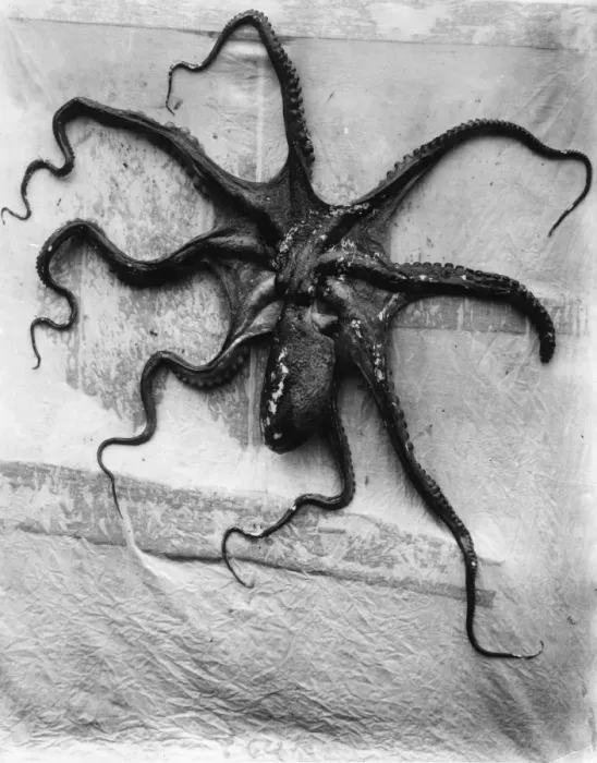 Framed Print : Octopus. circa 1949: Study of an octopus Framed Print : Octopus. circa 1949: Study of an octopus