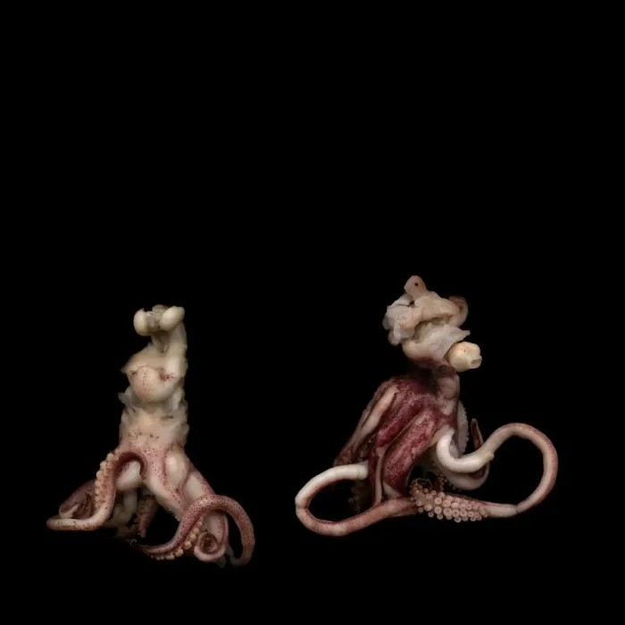 Framed Print : Octopus. Small octopus or poulpes.As you can see, squid have eight arms Framed Print : Octopus. Small octopus or poulpes.As you can see, squid have eight arms