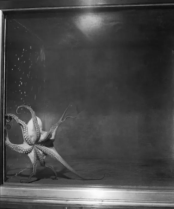 Framed Print : Octopus on Exhibition Framed Print : Octopus on Exhibition