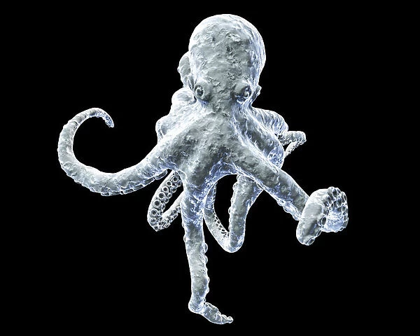 Octopus, illustration