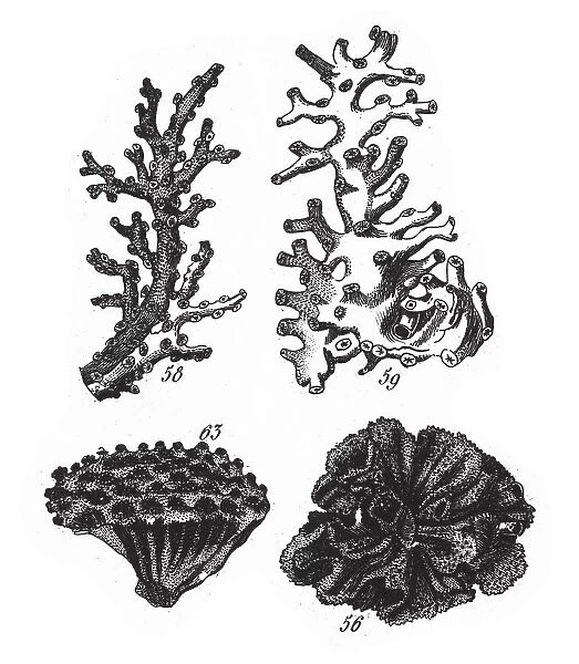 Oculina Virginea, Representatives of the Phyla Porifera, Coelenterata and Mollusca