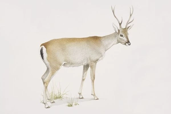 Odocoileus bezoarticus, Pampas Deer, side view