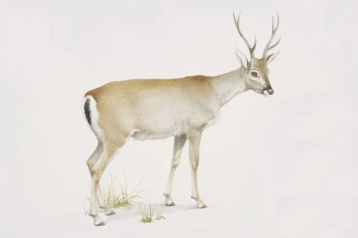 Framed Print : Odocoileus bezoarticus, Pampas Deer, side view